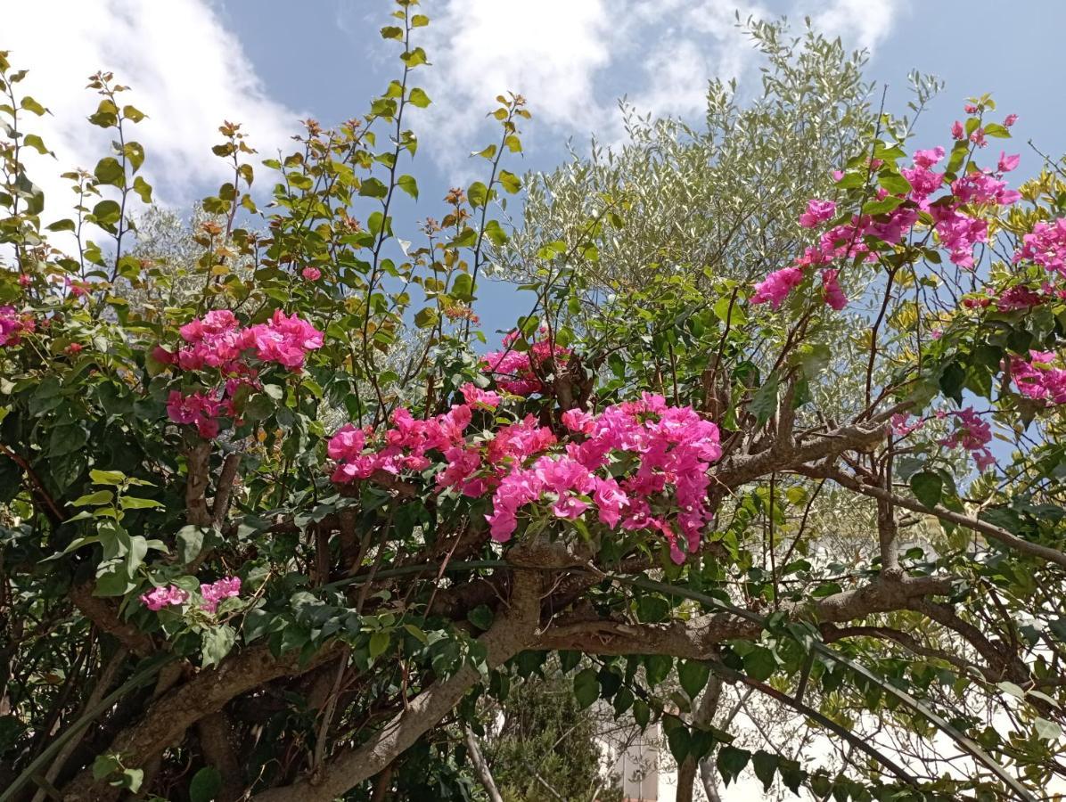 Bed and Breakfast Domus Garden Olbia Exterior foto